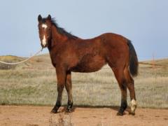 Top Gun Hawthorn JW<BR>AQHA 6096631